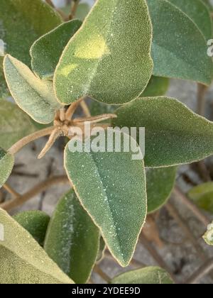 Plage Croton (Croton punctatus) Banque D'Images
