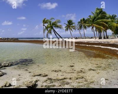 Plage du Bourg, Sainte Anne, Guadeloupe, avec une arrivée fraîche de sargasses, algues brunes sur la plage des petites antilles. Banque D'Images