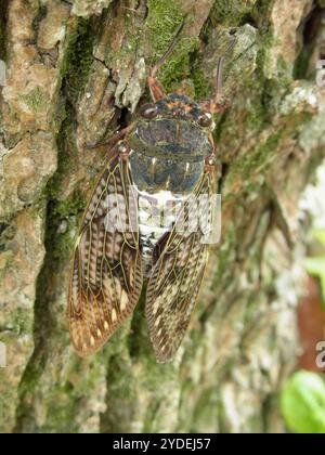 Grande Cicada brune (Graptopsaltria nigrofuscata) Banque D'Images