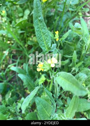 Fusée orientale (Sisymbrium orientale) Banque D'Images