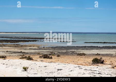 Hamelin Pool Stromatolites, Australie occidentale Banque D'Images