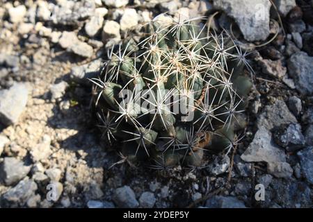 Cactus à mamelons rainurés (Coryphantha sulcata) Banque D'Images