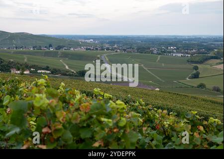 Vue en soirée sur les vignobles de champagne vert premier cru et les champs près du village Hautvillers et Cumieres et vallée de la Marne, Champange, France en se Banque D'Images