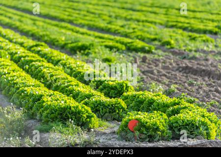 Champ cultivé : rangées de lit de salade verte fraîche Banque D'Images