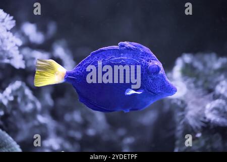 La tang pourpre, Zebrasoma xanthurum, se trouve en groupes à des profondeurs allant jusqu'à 20 M. Banque D'Images