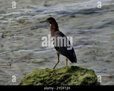 kio, le héron vert, chassant au bord de la mer sur la plage de guadeloupe. Butorides virescens oiseau isolé Banque D'Images