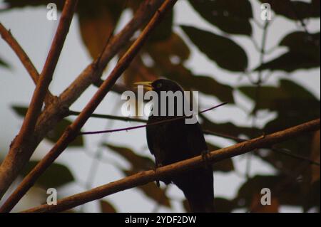 Cacique caillouteux d'Amérique centrale (Cacicus uropygialis microrhynchus) Banque D'Images