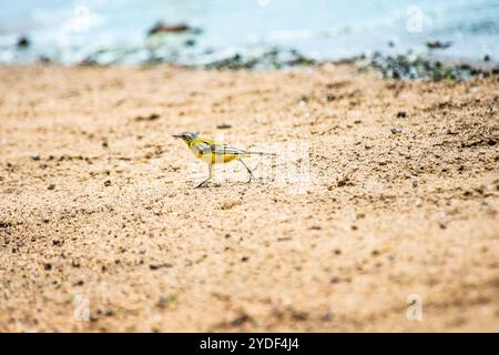 YELLOW WAGTAIL - Motacilla flava (feldegg) PM at - Serenada Eco Resort - Ouganda Banque D'Images