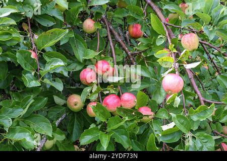 pommes rouges sur une branche de pommier Banque D'Images