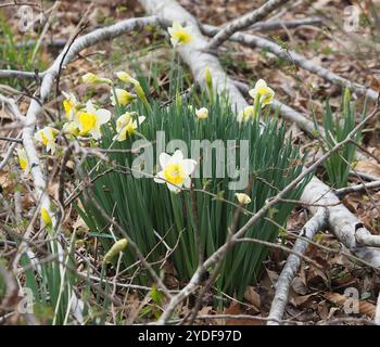 Nonesuque jonquille (Narcissus × incomparabilis) Banque D'Images