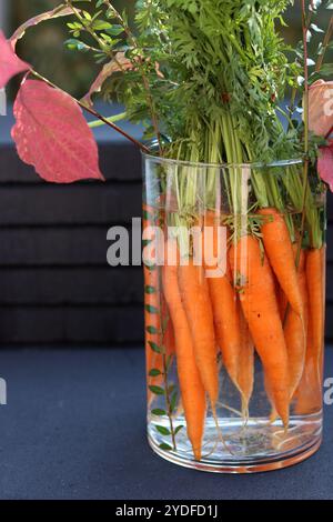 Bouquet de carottes biologiques fraîches dans un vase en verre. Concept d'alimentation saine. Bouquet fait de carottes. Banque D'Images