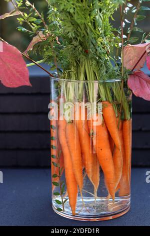 Bouquet de carottes biologiques fraîches dans un vase en verre. Concept d'alimentation saine. Bouquet fait de carottes. Banque D'Images