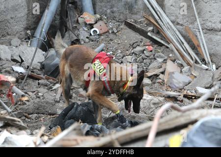 DNIPRO, UKRAINE - 26 OCTOBRE 2024 - Un chien de recherche et de sauvetage de l'unité canine Antaries SAR de Pavlohrad est à la recherche de cadavres sur les ruines du district de Novokodatskyi à Dnipro, dans le centre-est de l'Ukraine. Comme indiqué, les troupes russes ont lancé trois frappes de missiles sur Dnipro pendant la nuit. Vingt personnes ont été blessées et quatre personnes, dont un enfant de 14 ans, ont été tuées. La police a documenté la destruction de bâtiments à trois endroits à Dnipro. Plus de 10 immeubles d'habitation, deux maisons privées, des installations médicales, un garage et trente véhicules civils ont été endommagés. Banque D'Images