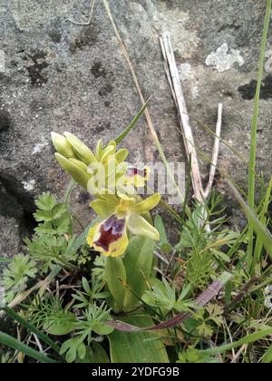 Orchidée galiléenne jaune (Ophrys lutea galilaea) Banque D'Images