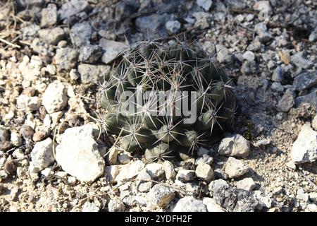 Cactus à mamelons rainurés (Coryphantha sulcata) Banque D'Images