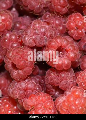 Gros plan sur les framboises rouges fraîches Rubus idaeus Banque D'Images