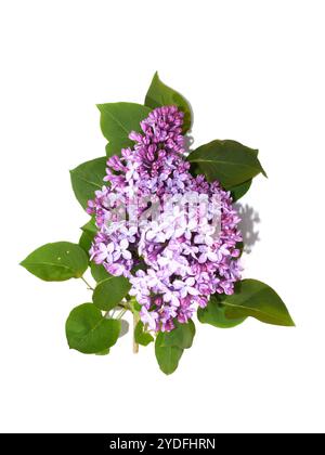Fleurs lilas communes violettes gros plan sur fond blanc Banque D'Images