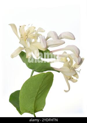 Fleur japonaise de chèvrefeuille Lonicera japonica sur fond blanc Banque D'Images