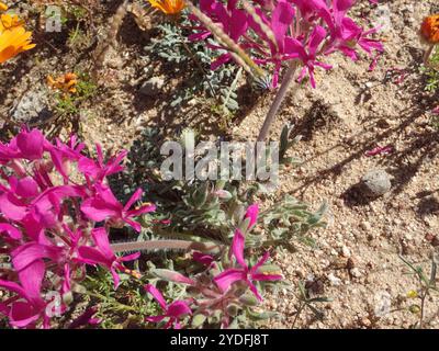 Neitjie Storksbill (Pelargonium incrassatum) Banque D'Images