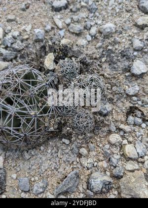 Cactus à mamelons rainurés (Coryphantha sulcata) Banque D'Images