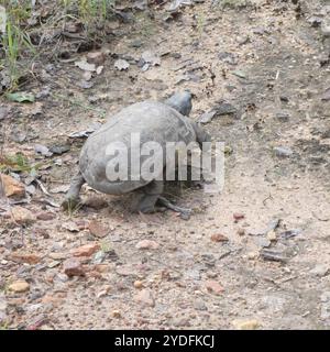 Tortue à charnière de Speke (Kinixys spekii) Banque D'Images