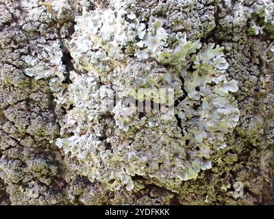 Lichen givré gris (Physconia grisea) Banque D'Images