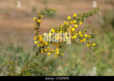 Les fleurs jaunes et le feuillage épineux de Prickly Moses, Acacia pulchella, un hochet originaire d'Australie occidentale. Banque D'Images