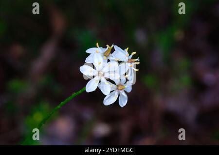 Un groupe de femmes laitières blanches, Burchardia congesta, une espèce de fleurs sauvages originaire du sud-ouest de l'Australie occidentale. Banque D'Images