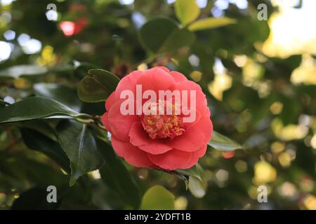 Arbuste à fleurs de camélia rose dans le jardin, Sandling, Hythe, Kent, Angleterre Banque D'Images