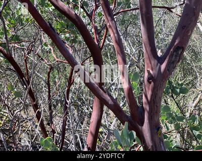 Manzanita (Arctostaphylos glauca) Banque D'Images