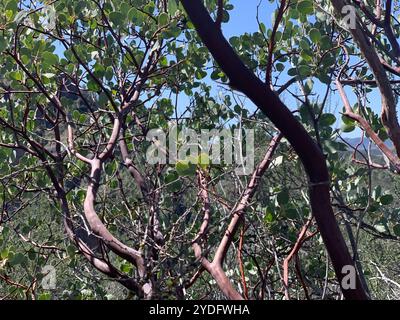 Manzanita (Arctostaphylos glauca) Banque D'Images