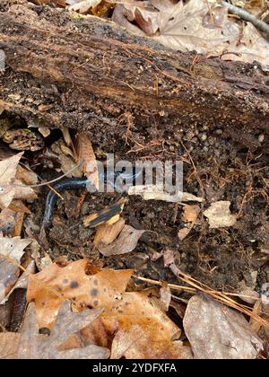 Salamandre visqueuse à pois blancs (Plethodon cylindraceus) Banque D'Images