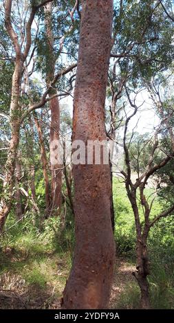 Pomme à écorce lisse (Angophora costata) Banque D'Images