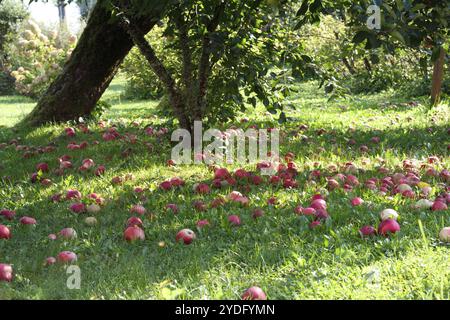 pommes rouges tombées d'un pommier dans l'herbe verte Banque D'Images