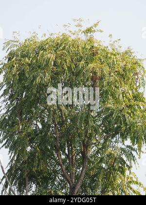 Arbre de Tun (Toona sinensis) Banque D'Images