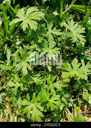 Bec de grue de Caroline (Geranium carolinianum) Banque D'Images