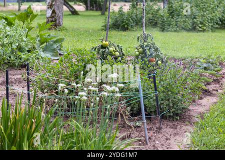 plants de tomates poussant à l'extérieur dans le jardin de l'arrière-cour Banque D'Images
