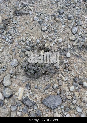 Cactus à mamelons rainurés (Coryphantha sulcata) Banque D'Images