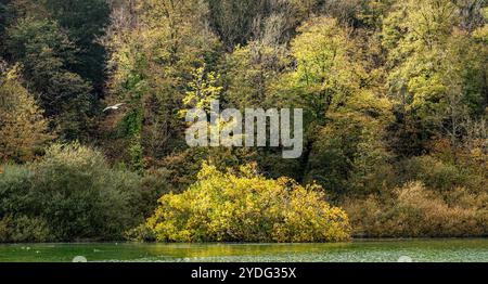 Lac de Swanbourne, Sussex de l'Ouest avec de belles couleurs d'automne dans la forêt environnante. Banque D'Images