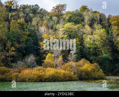 Lac de Swanbourne, Sussex de l'Ouest avec de belles couleurs d'automne dans la forêt environnante. Banque D'Images