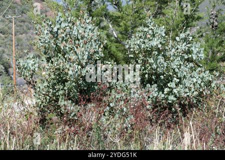 Manzanita (Arctostaphylos glauca) Banque D'Images