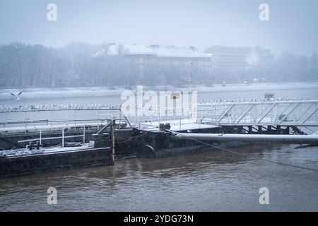 Budapest, Hongrie - 23 décembre 2023 : beaucoup de mouettes debout sur les rails d'un quai de bateau, avec l'île Margaret en arrière-plan Banque D'Images