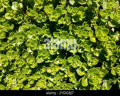 Plante caucasienne à deux rangées de pierres (Phedimus spurius), fond vert naturel Banque D'Images