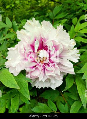 Fleur de pivoine d'arbre. Grande fleur rose blanche avec de nombreux pétales de pivoine variétale. Luxuriante double inflorescence de buisson. Sélection. Elevage de fleurs. Fleur variétale cultivée. Vertical Banque D'Images