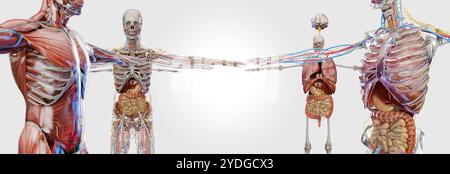 Anatomie humaine, organes et os internes, respiratoire et digestif et circulatoire veineuse nerveuse, vésicule biliaire, gastro-intestinale, intestinale et stomie Banque D'Images