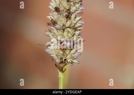 Gros plan passé, hysope d'anis (Agastache foeniculum) avec l'insecte Rhopalus subrufus. Bugs de plantes sans parfum de la famille (Rhopalidae). Semence. Hollande Banque D'Images