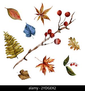 Feuilles d'érable, chêne, fougère, bouleau, tilleul, aspen, rowan, berry. Ensemble aquarelle de feuilles d'automne. Botanique. Dessiné à la main. Branches élégantes pour cartes de vœux Banque D'Images