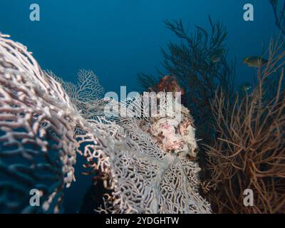 Scorpaenopsis barbata ou poisson de scorie barbu Papou caché sur le corail à Puerto Galera, Philippines. Cette espèce est un maître du déguisement et peut être très difficile à repérer Banque D'Images