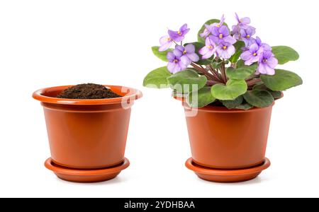 pot de fleurs avec de la terre et avec du saintpaulia violet isolé sur fond blanc Banque D'Images