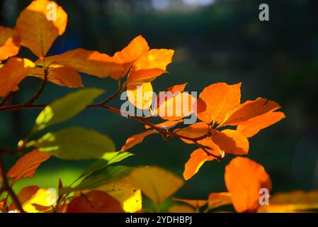 Feuilles colorées en automne, Hollande Banque D'Images